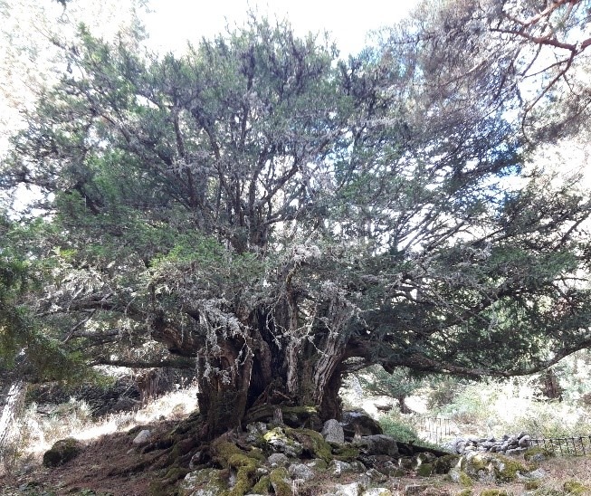 Tejos milenarios en Rascafría